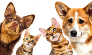 Aplicativo para falar com seu animal de estimação.